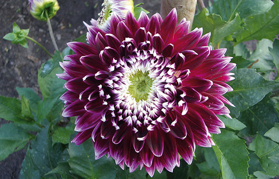 Gartenbau Vogel läßt es blühen