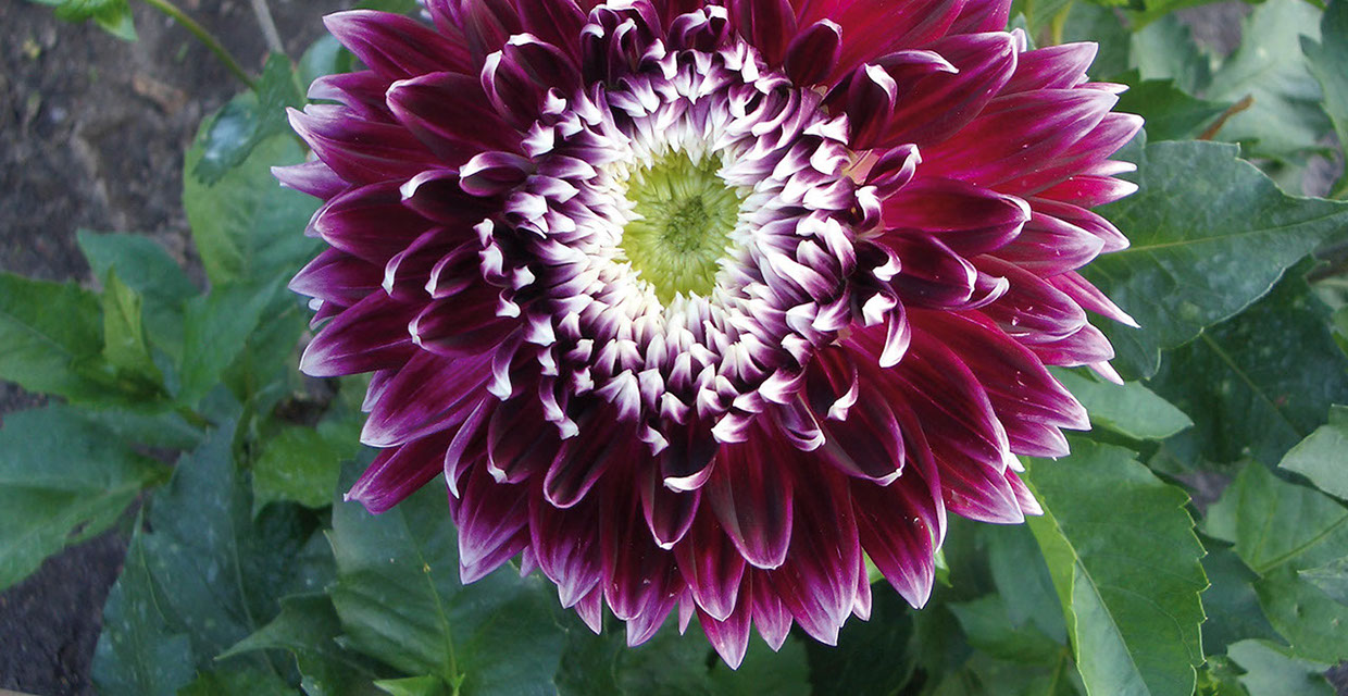 Gartenbau Vogel läßt es blühen