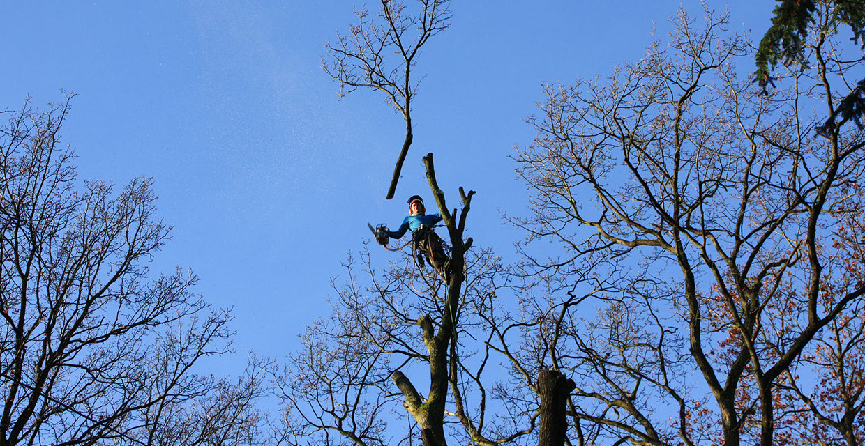 Baumpflege Gartenbau Vogel