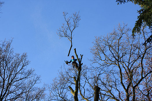 Baumpflege Gartenbau Vogel