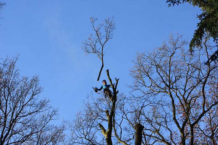 Baumpflege Gartenbau Vogel