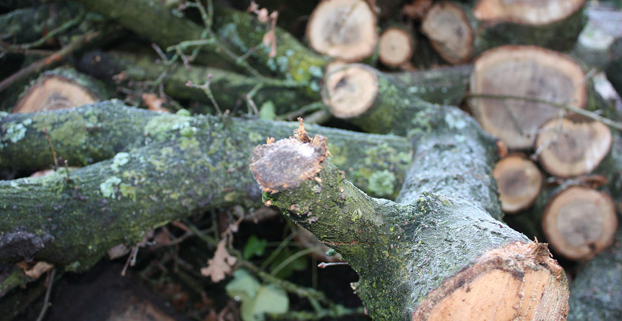 Holzschnitt Gartenbau Vogel