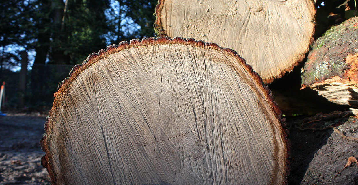 Baumschnitt Gartenbau Vogel