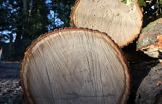 Baumschnitt Gartenbau Vogel