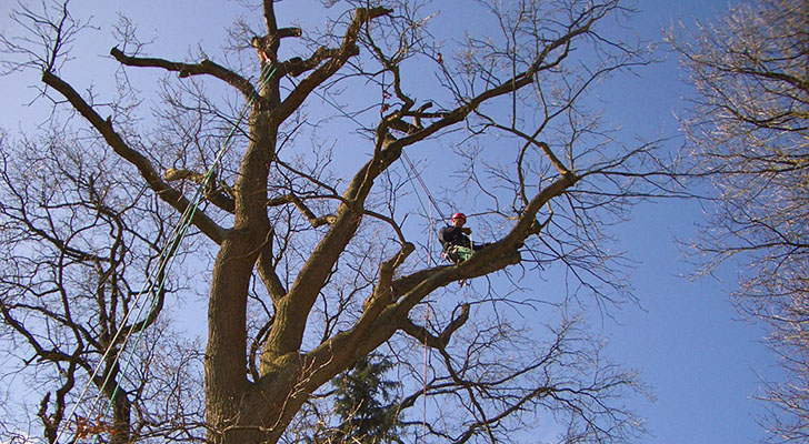 Baumpflege Gartenbau Vogel