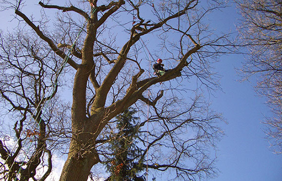 Baumpflege Gartenbau Vogel