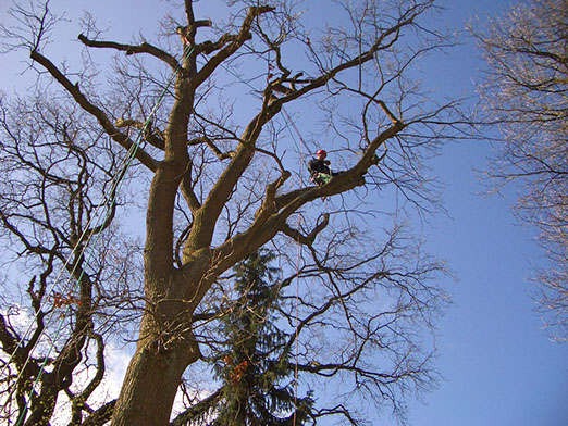 Baumpflege Gartenbau Vogel