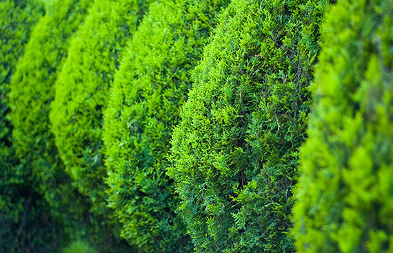 Heckenpflege Gartenbau Vogel